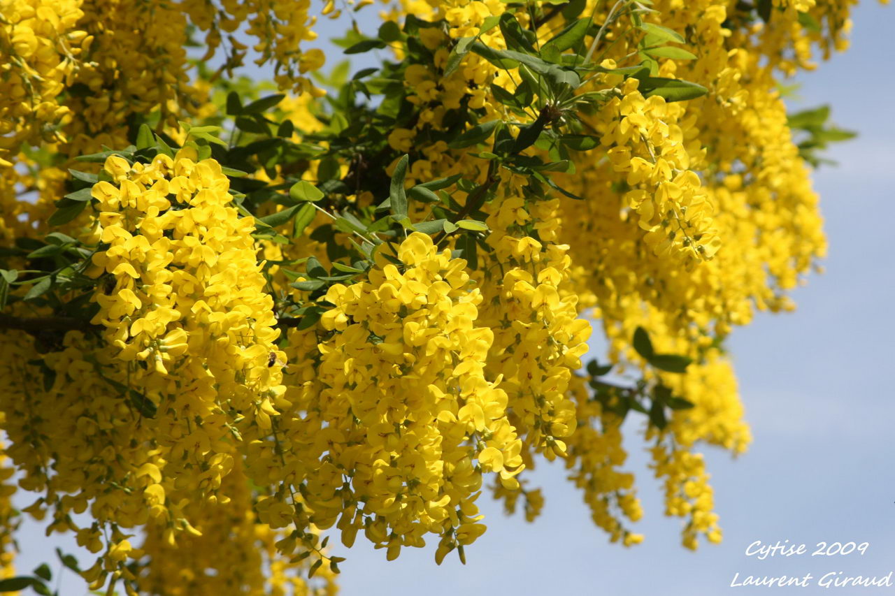 Laburnum Anagyroides